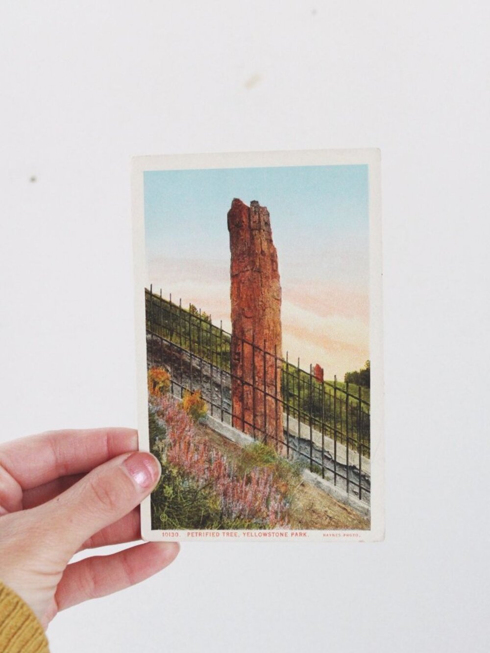 Vintage Yellowstone Park Postcard Petrified Tree By Haynes Photo Unused Linen Fi - Picture 1 of 2